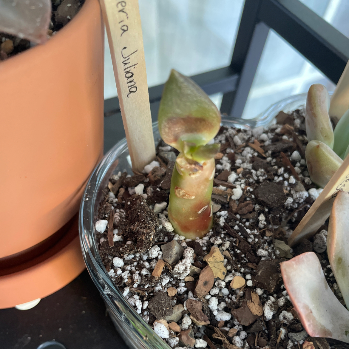 Photo of the plant species Graptoveria Juliana by @KinglyGray43 named Girlfrond on Greg, the plant care app
