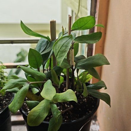 Photo of the plant species Zz Plant by @TopCucumber60 named Terra on Greg, the plant care app