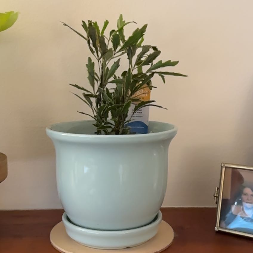 Photo of the plant species Gold Crest False Aralia by @IdealTagetes75 named Ulysses S Plant on Greg, the plant care app