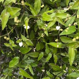 Photo of the plant species Dotted Bridalveil by @FabSquash75 named Lavender on Greg, the plant care app