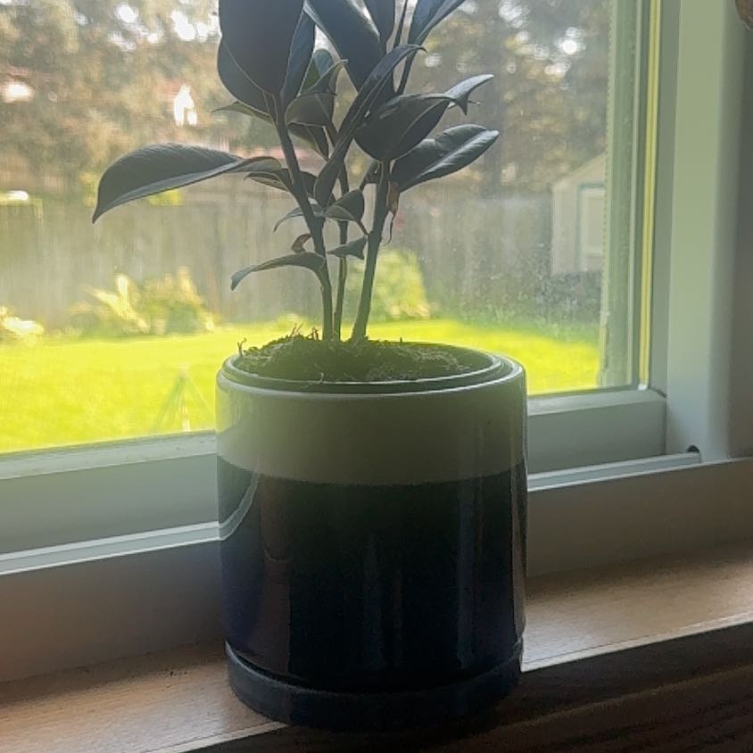 Photo of the plant species Gynura by @BonusKalitragus named Nemo on Greg, the plant care app