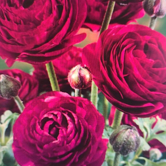 Photo of the plant species Pauline Violet Ranunculus by @Kmariesgreens named Sahara on Greg, the plant care app