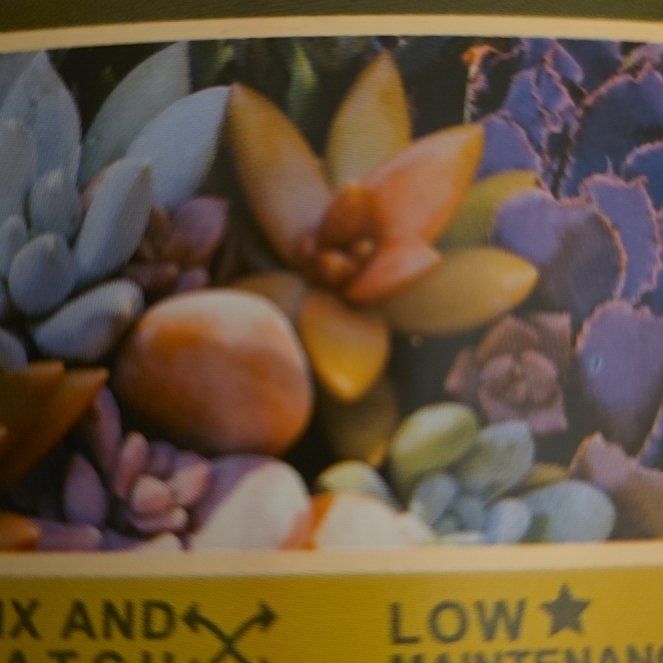 Photo of the plant species Violacina by @FitFallugia8 named Echeveria Violacona on Greg, the plant care app