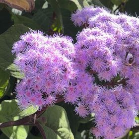 Photo of the plant species Blue Mistflower by @PunchyKonjac10 named Walt on Greg, the plant care app