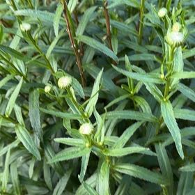 Photo of the plant species Max Chrysanthemum by @ClearSkies named Harmony on Greg, the plant care app