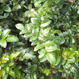 Photo of the plant species Oregon Grape by @ClearSkies named Ulysses S Plant on Greg, the plant care app