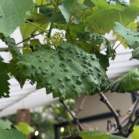 Photo of the plant species Muscadine Grape by @ClearSkies named Denali on Greg, the plant care app