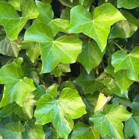 Photo of the plant species Hedera Hibernica by @ClearSkies named Tree Diddy on Greg, the plant care app