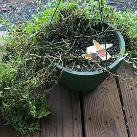 Photo of the plant species Calibrachoa 'MiniFamous® Neo' by @LuminousPeanut8 named Kardashian on Greg, the plant care app