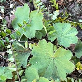 Photo of the plant species Lady's Mantle by @GutsyRedwood named Clooney on Greg, the plant care app