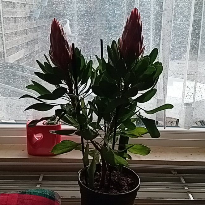 Photo of the plant species King Protea by @CozyPeony3 named Zion on Greg, the plant care app