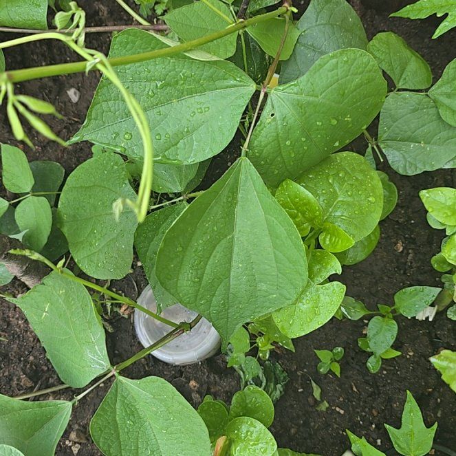 Photo of the plant species Hyacinth Bean by @LimberRedrose85 named Cleopatra on Greg, the plant care app