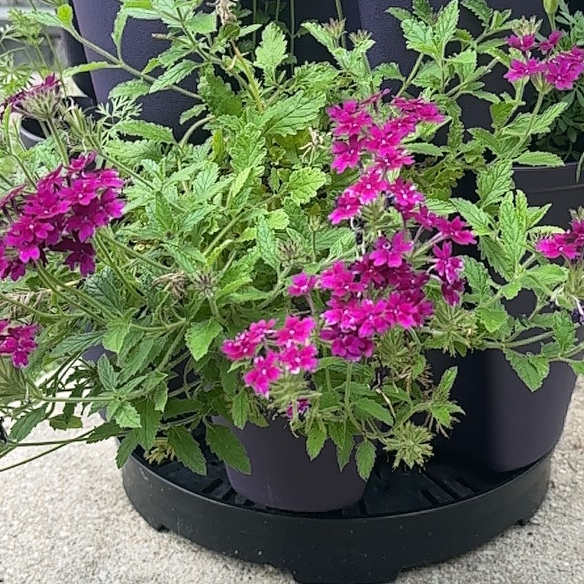 Photo of the plant species Slender Vervain by @Maddieswk named Maya on Greg, the plant care app