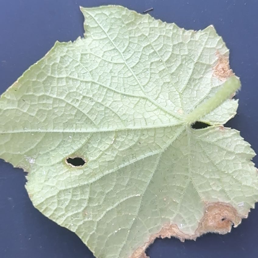 Photo of the plant species Cucumber by @Maddieswk named Treeyoncé on Greg, the plant care app