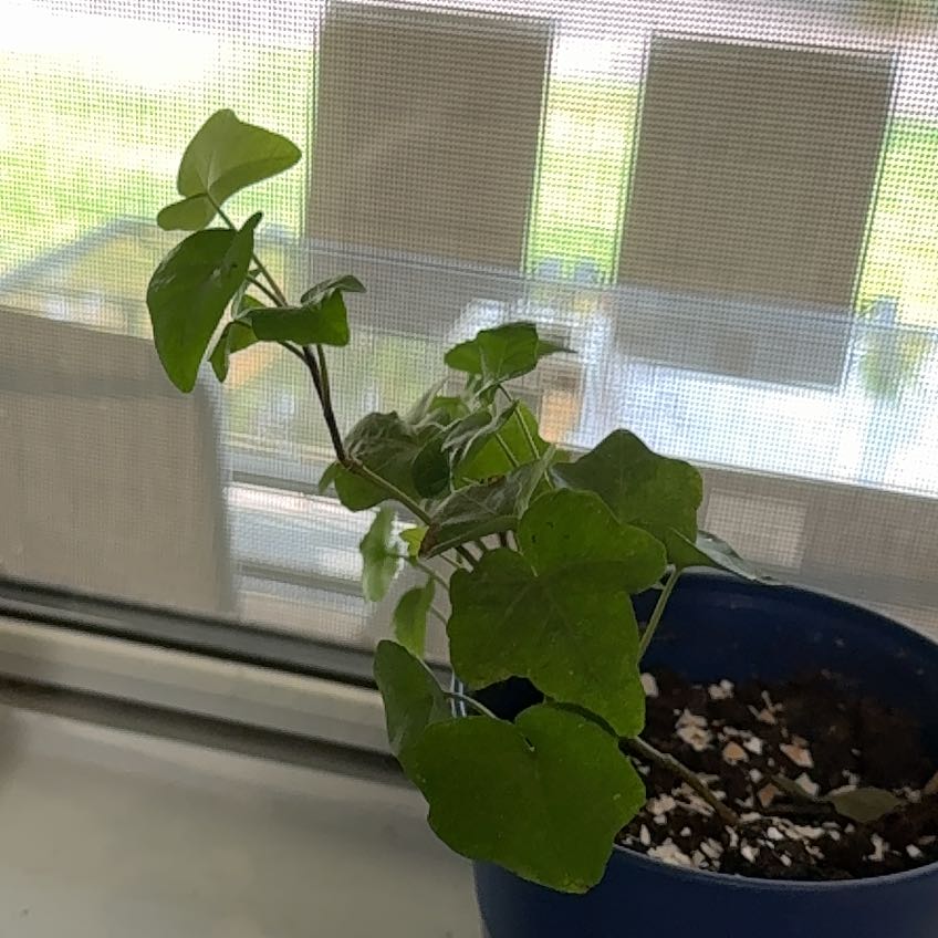 Photo of the plant species Yellow Passionflower by @PeakPawpaw92 named Doja Cat on Greg, the plant care app