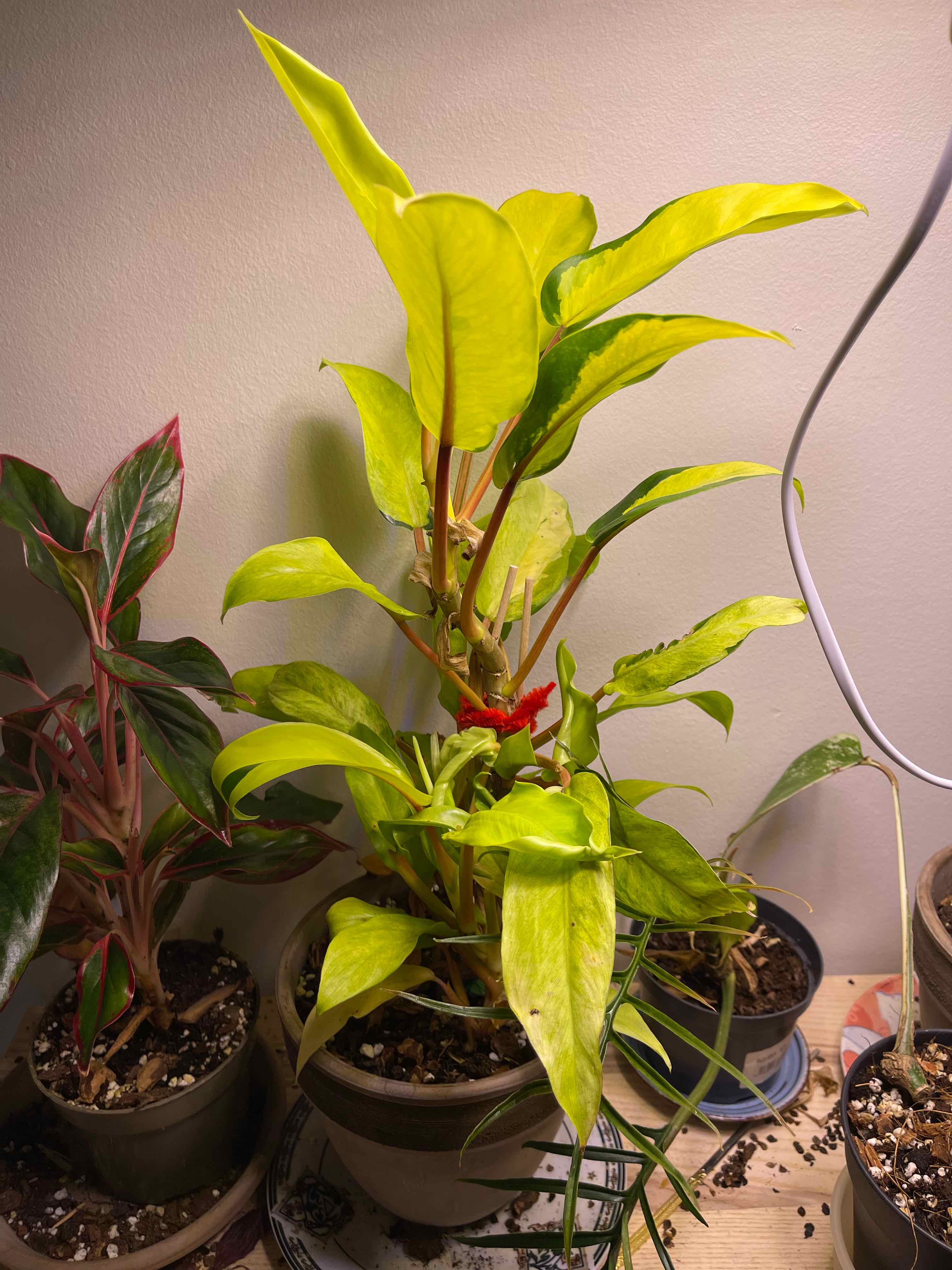 Philodendron 'Thai Sunrise' plant with vibrant yellow-green leaves in a pot. Multiple plants visible.