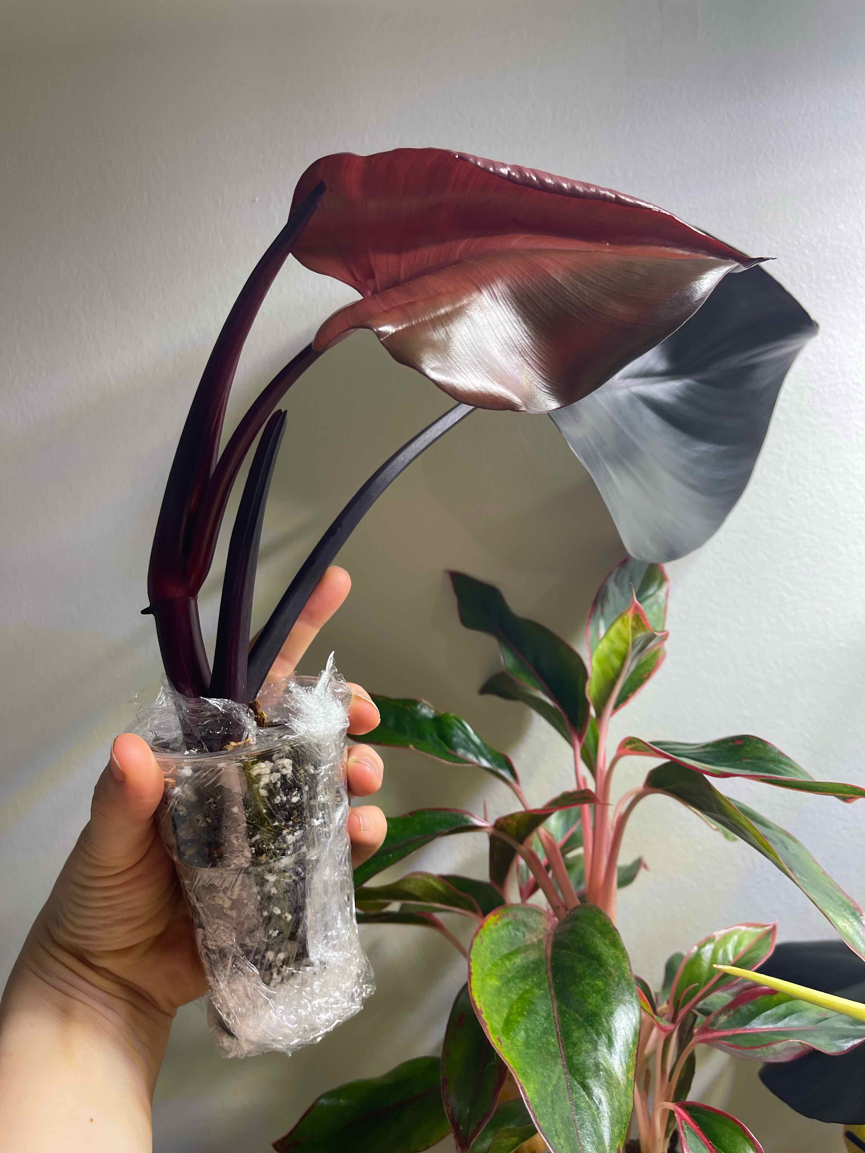 Plant care for Philondendron on Greg, the plant care app