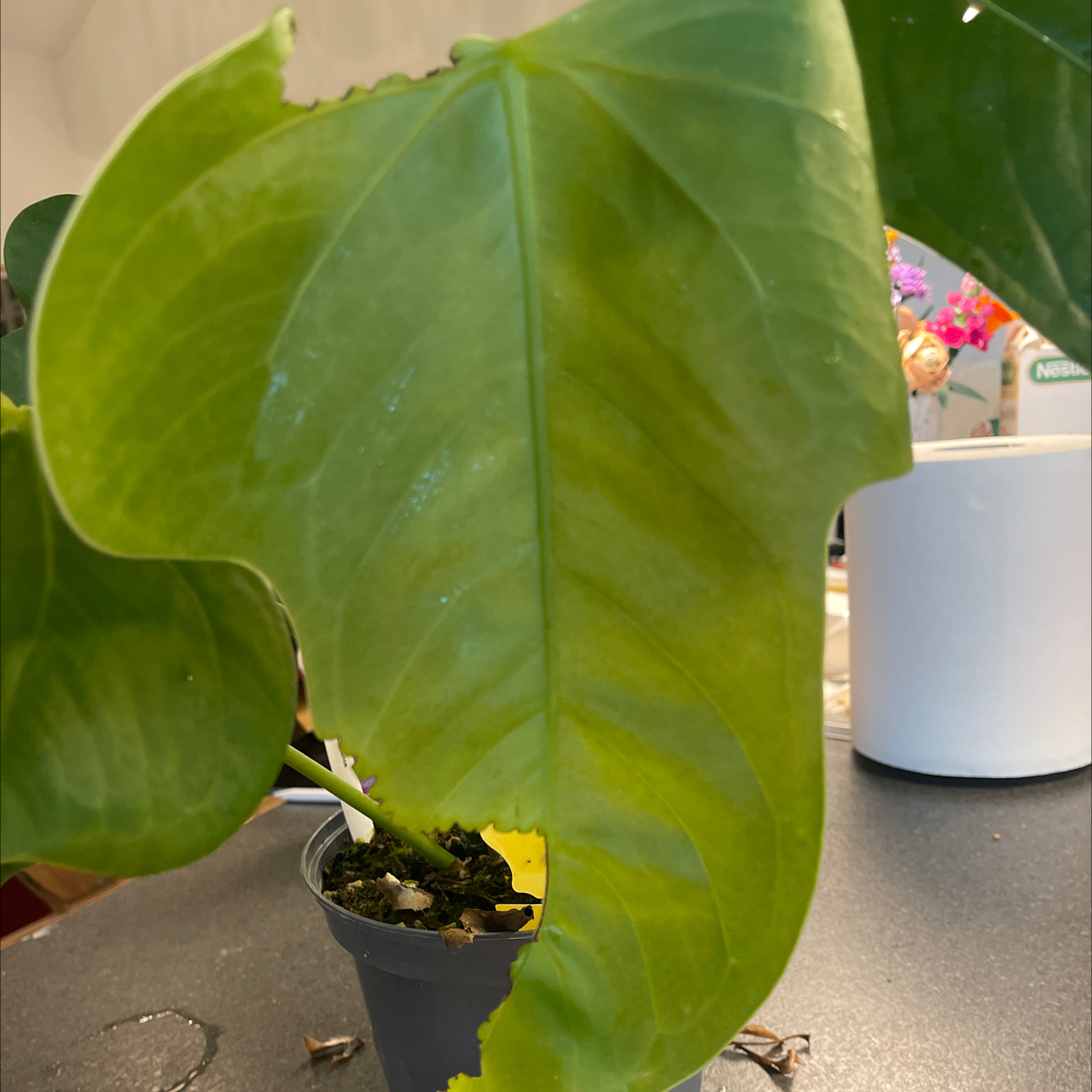 Photo of the plant species Anthurium Bomboisense by @Mjaubeibi40 named Bombshell on Greg, the plant care app