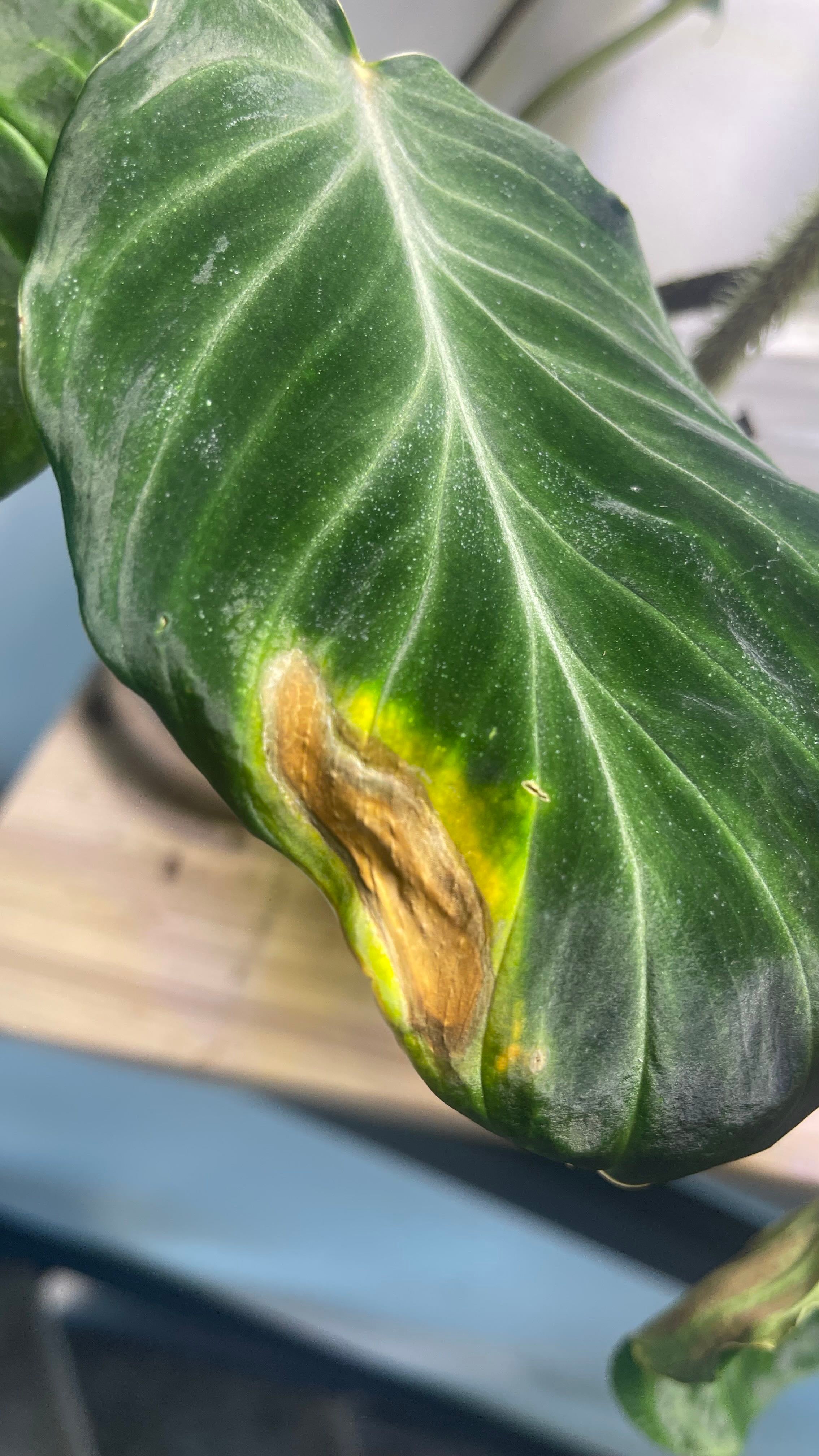 Why Are There Black Spots on My Ecuador Philodendron Leaves?