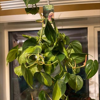 Heartleaf Philodendron plant in Lyefjell, Rogaland