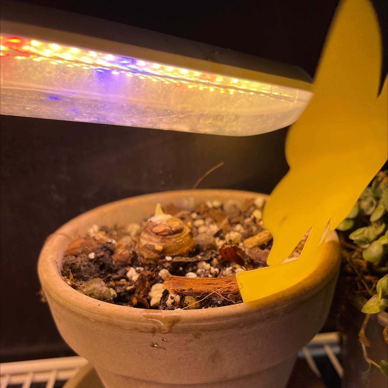 Potted Alocasia 'Rugosa' under a grow light with visible soil and emerging shoots.