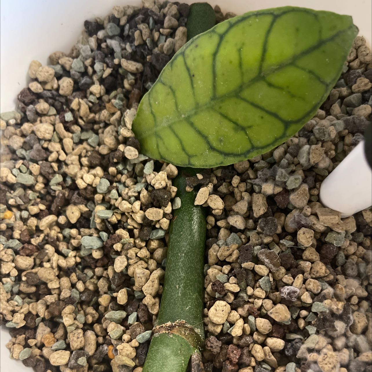 common-monstera-esqueleto-problems