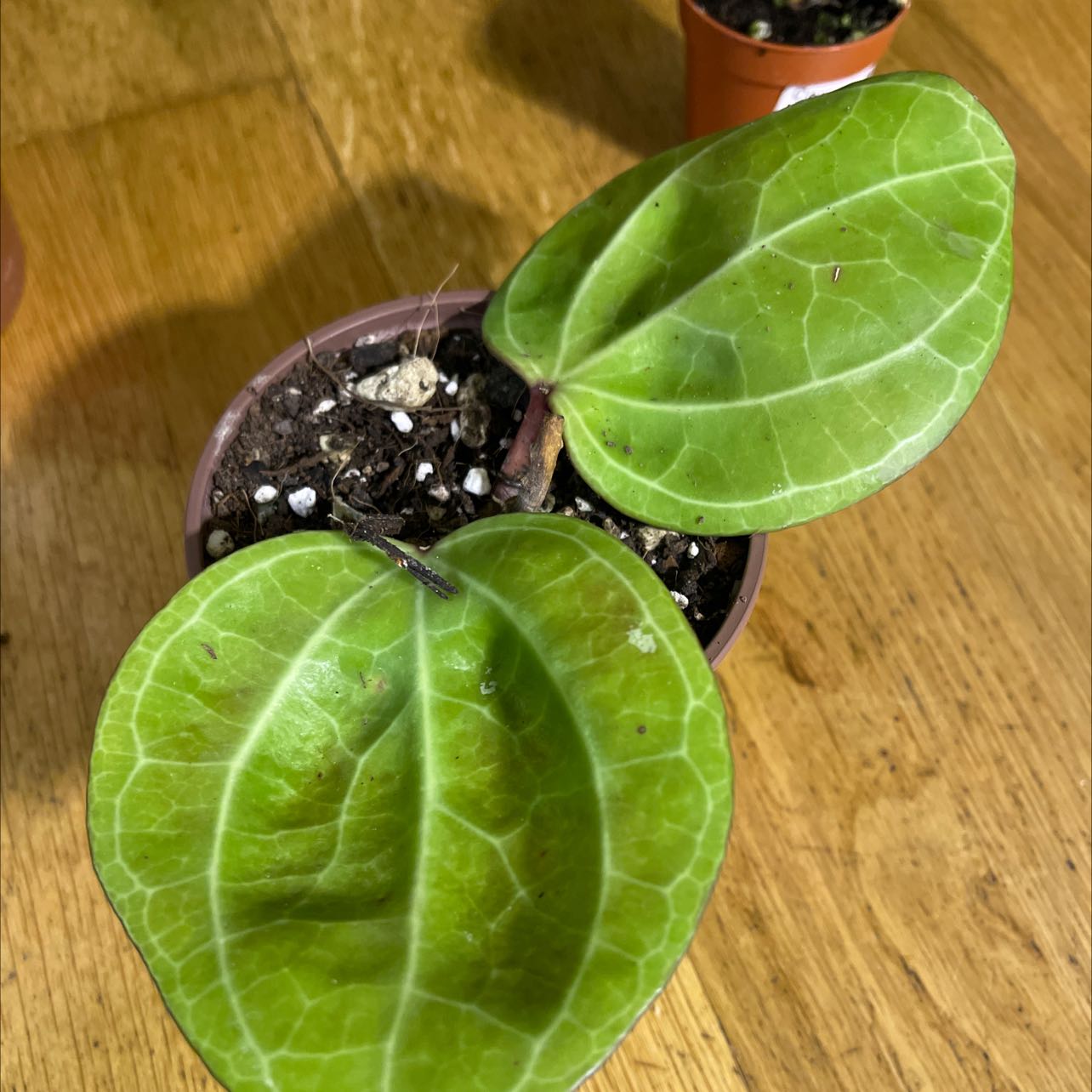 Photo of the plant species Hoya 'Sulawesiana Red' by @Mjaubeibi40 named Sir Plancelot on Greg, the plant care app