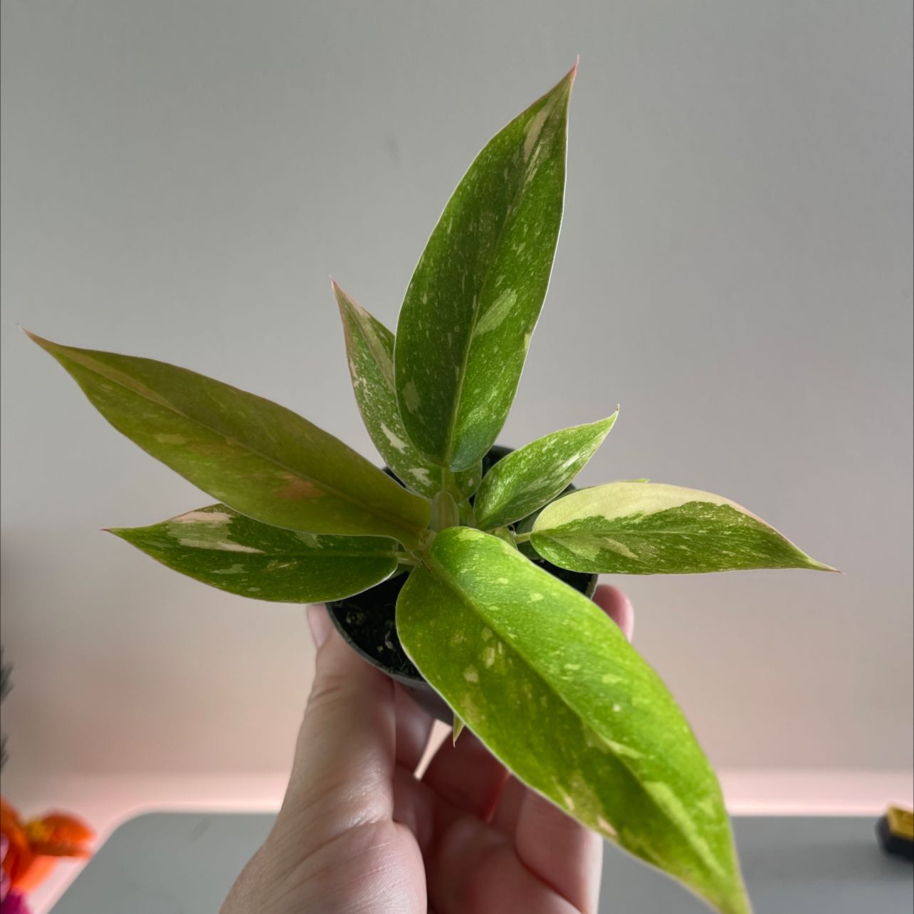 Philodendron 'Ring of Fire' plant with variegated leaves held by a hand.