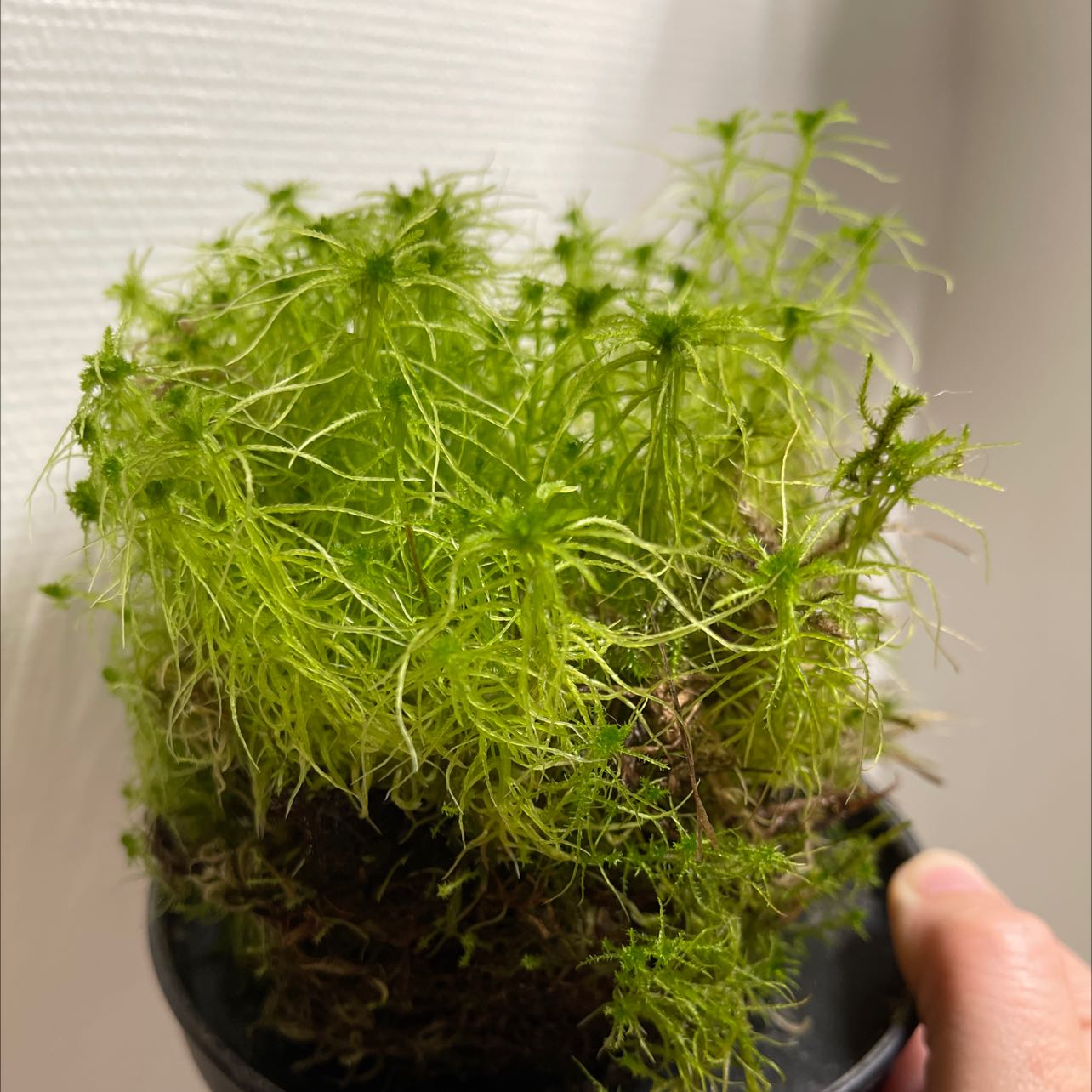 Plant care for Pogonatum perichaetiale on Greg, the plant care app
