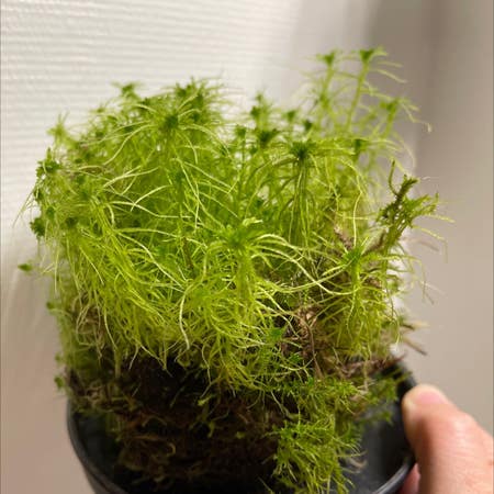 Photo of the plant species Alpine Polytrichastrum Moss by Mjaubeibi40 named Bieber on Greg, the plant care app