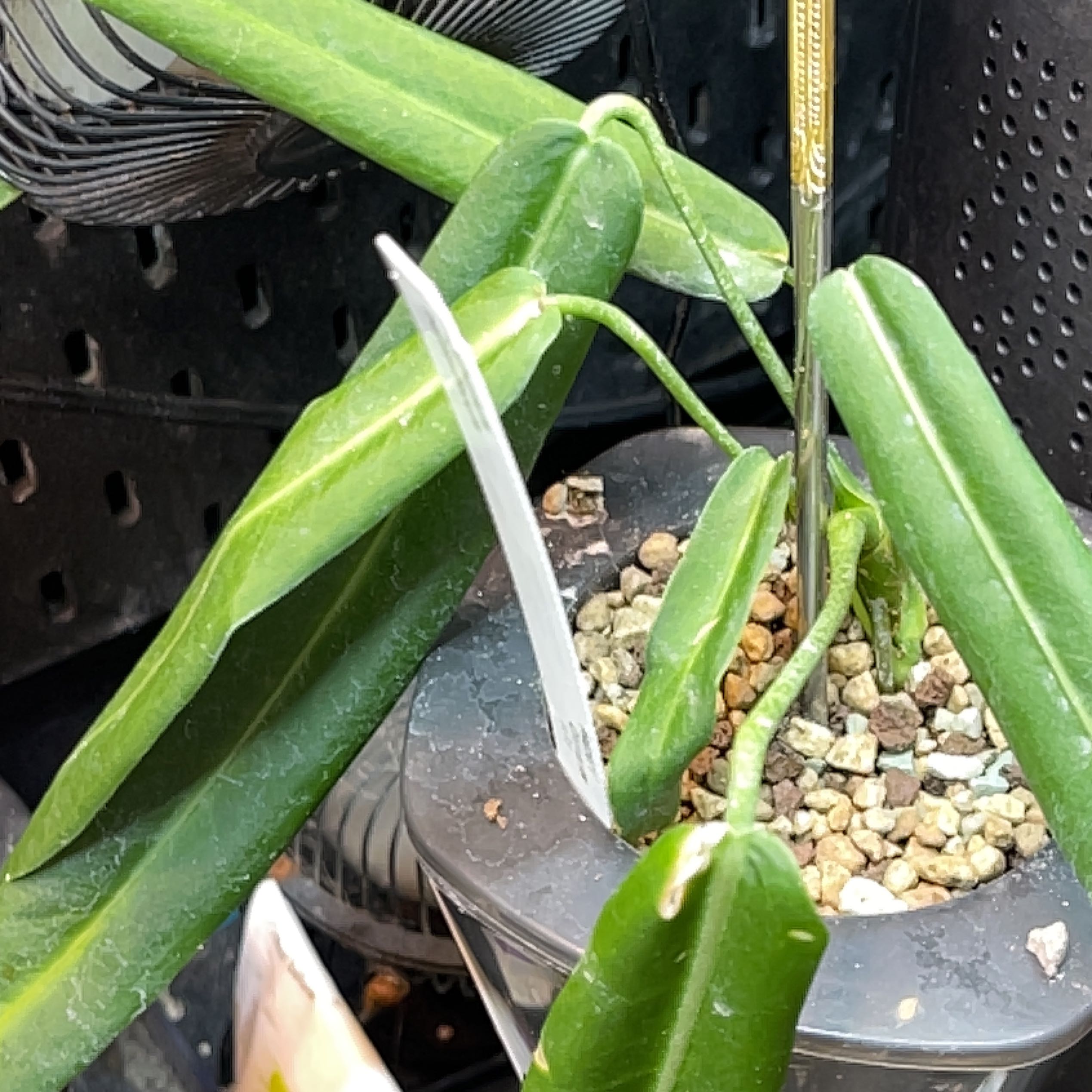 Strap Leaf Anthurium plant in a pot with visible soil and healthy green leaves.