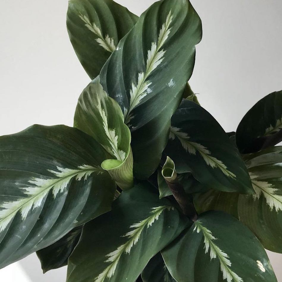 Photo of the plant species Prayer Plant by @MightyRedbean15 named Aristotle on Greg, the plant care app