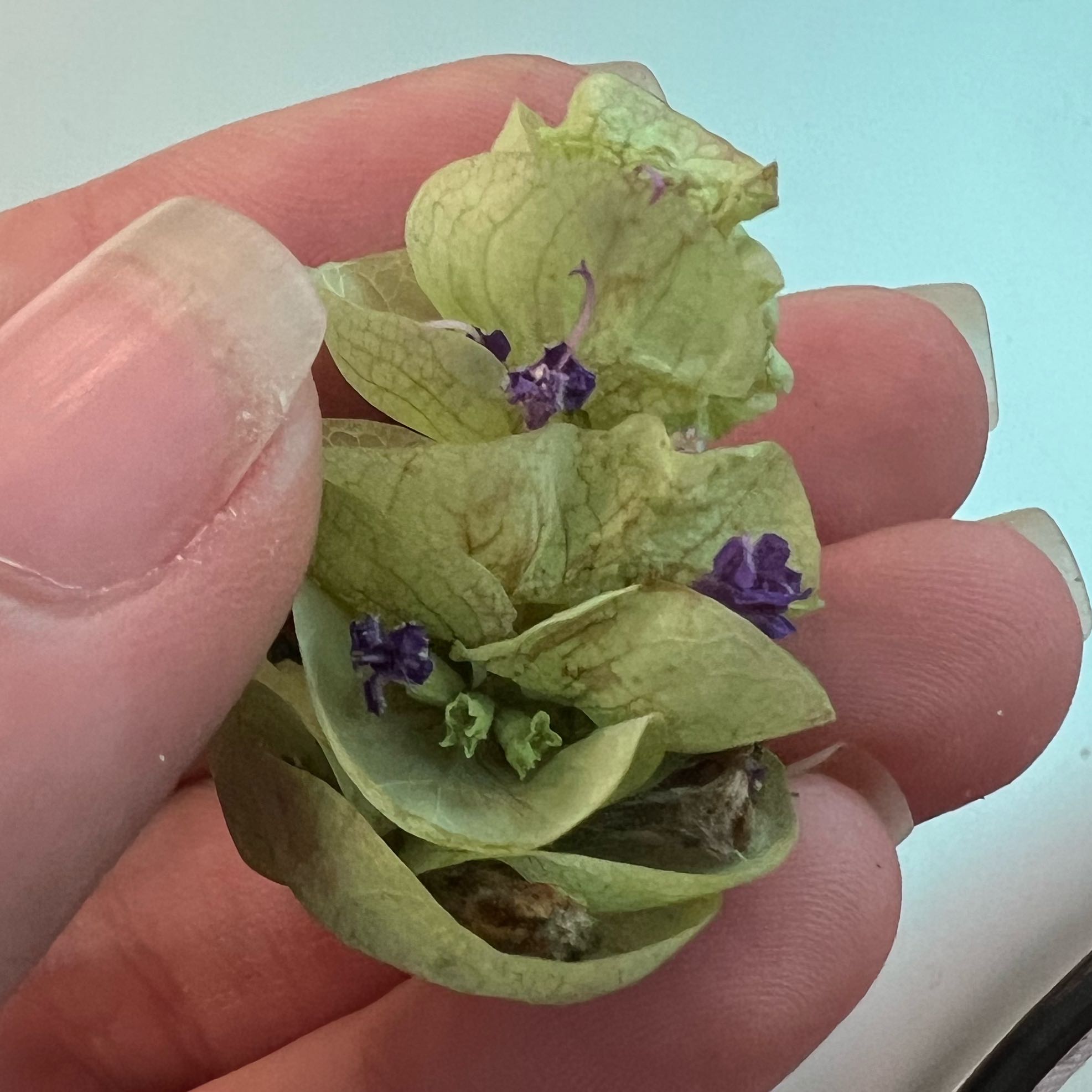 Photo of the plant species Apple of Peru by @MightyRedbean15 named Harper on Greg, the plant care app