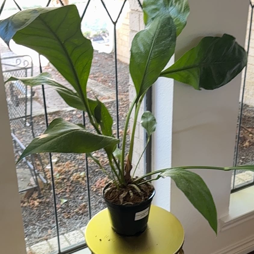 Photo of the plant species Anthurium 'Big Red Bird' by @TravelBinder named Huckleberry Fern on Greg, the plant care app