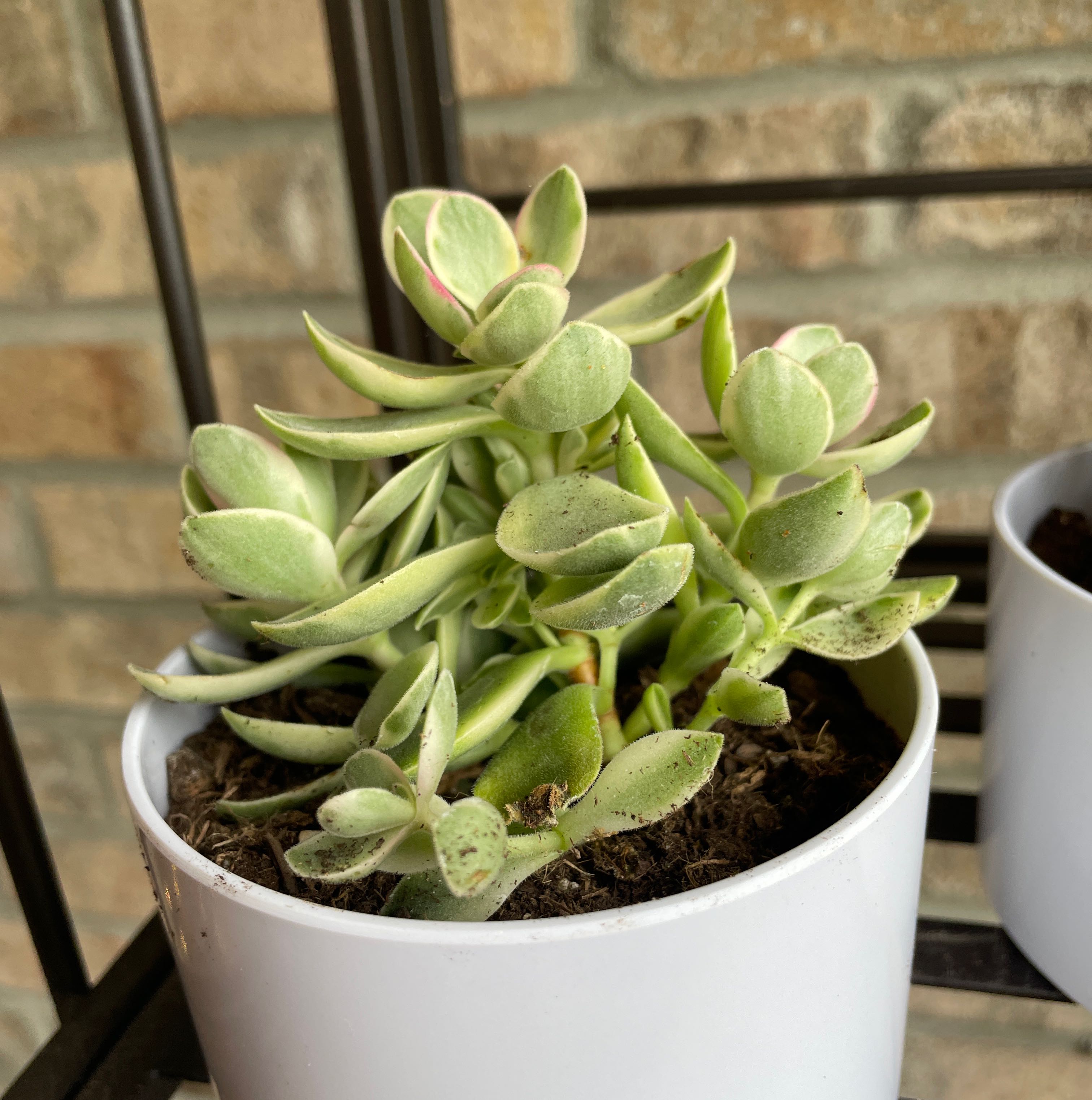 Photo of the plant species Crassula 'Money Maker' by @ZestfullyHoya named Athena on Greg, the plant care app