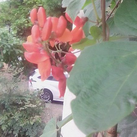 Photo of the plant species Runner Bean by @BenjiLong named Gomez on Greg, the plant care app