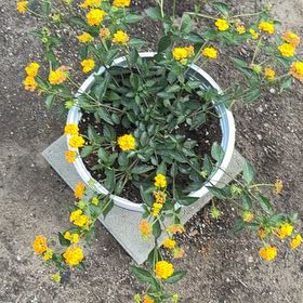 Photo of the plant species Sweetscented Marigold by @MajorMahoe57 named Sol on Greg, the plant care app