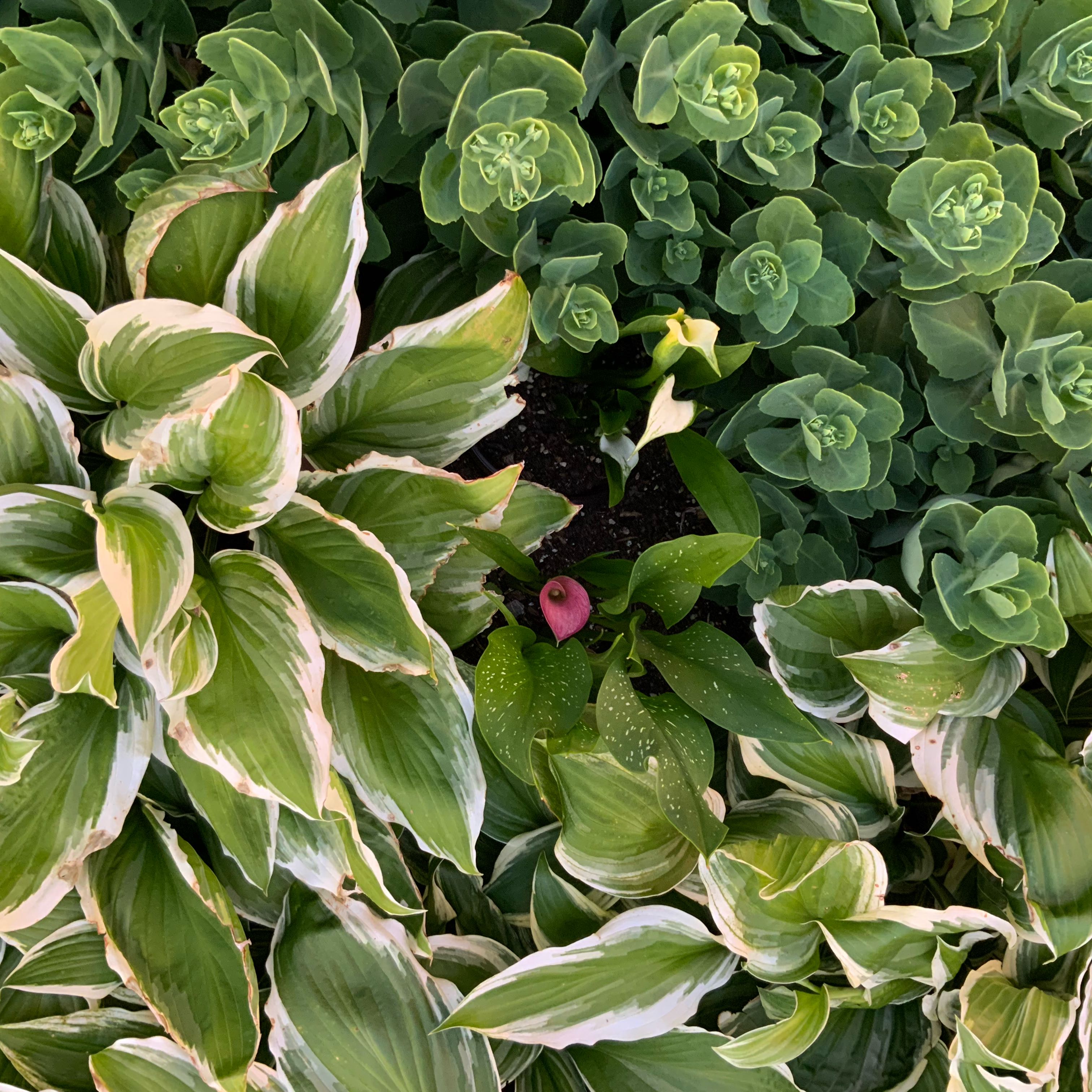 Photo of the plant species Sun Hosta by @ZingDisphyma68 named Wall-E on Greg, the plant care app