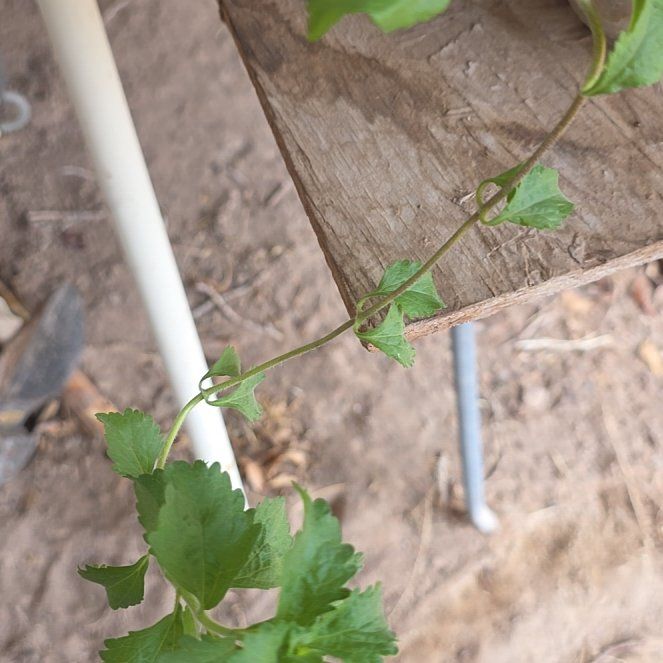 Photo of the plant species Sweetleaf by @ChosenPepino28 named Stevia on Greg, the plant care app