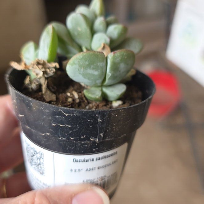 Photo of the plant species Oscularia caulescens by @ChosenPepino28 named Oscularia c on Greg, the plant care app