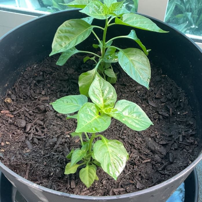 Photo of the plant species Orange Habanero by @lovegiannaboo named Oscar on Greg, the plant care app