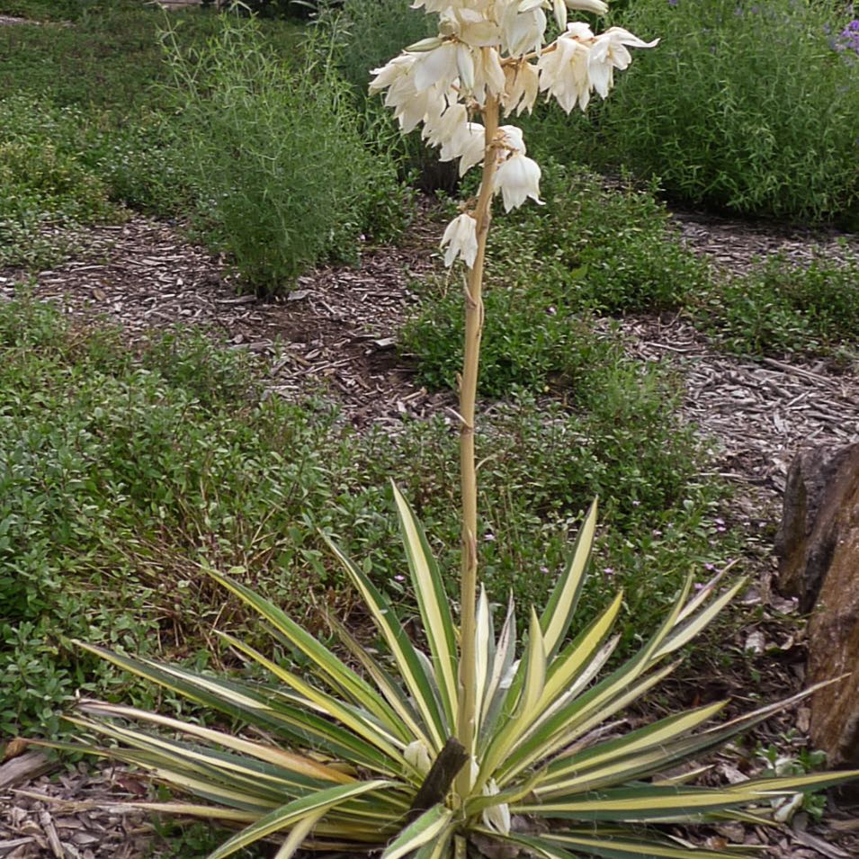 Photo of the plant species Yucca filamentosa 'Color Guard' by @BigMountain83 named Shakira on Greg, the plant care app