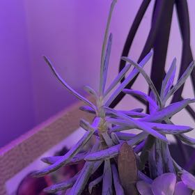 Photo of the plant species Turquoise Tentacles Curio by @SeasonalTule59 named Wall-E on Greg, the plant care app