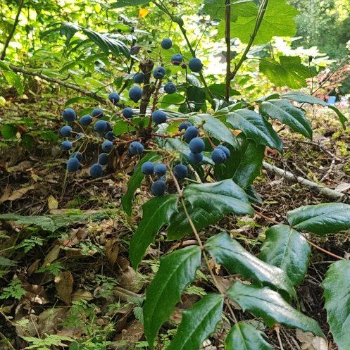 Photo of the plant species Oregon Grape by @FabRadish61 named Xena on Greg, the plant care app