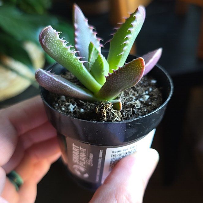 Photo of the plant species Tiger Jaws by @ProAchiote79 named Kardashian on Greg, the plant care app