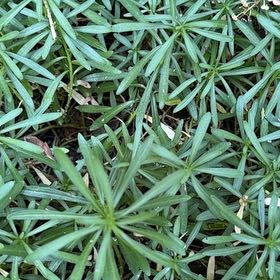 Photo of the plant species Evergreen Candytuft by @ModestCreamcups named Sol on Greg, the plant care app