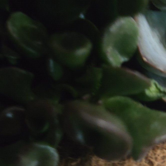 Photo of the plant species Navelwort by @YernCalendula90 named Jody on Greg, the plant care app