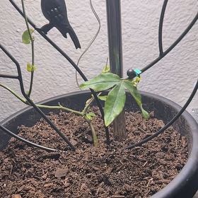 Photo of the plant species Passionflower 'Betty Myles Young' by @TopGuasca28 named Niece on Greg, the plant care app