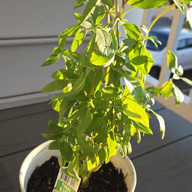 Photo of the plant species Siam Basil by @FabPyrethrum72 named Harmony on Greg, the plant care app