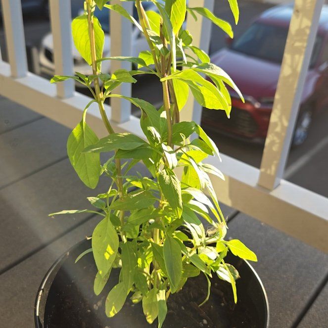 Photo of the plant species Siam Basil by @FabPyrethrum72 named Hemingway on Greg, the plant care app